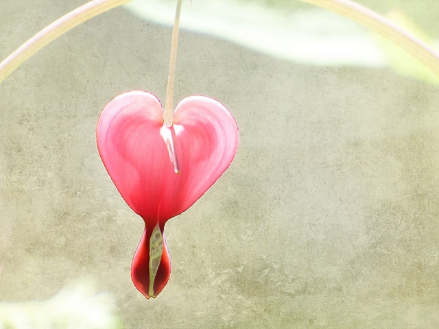 heart blood